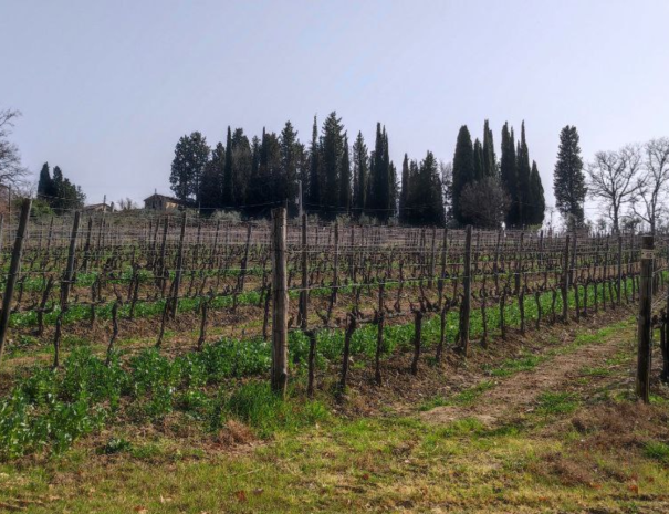 chianti-trek-wine-ottomani-vigna